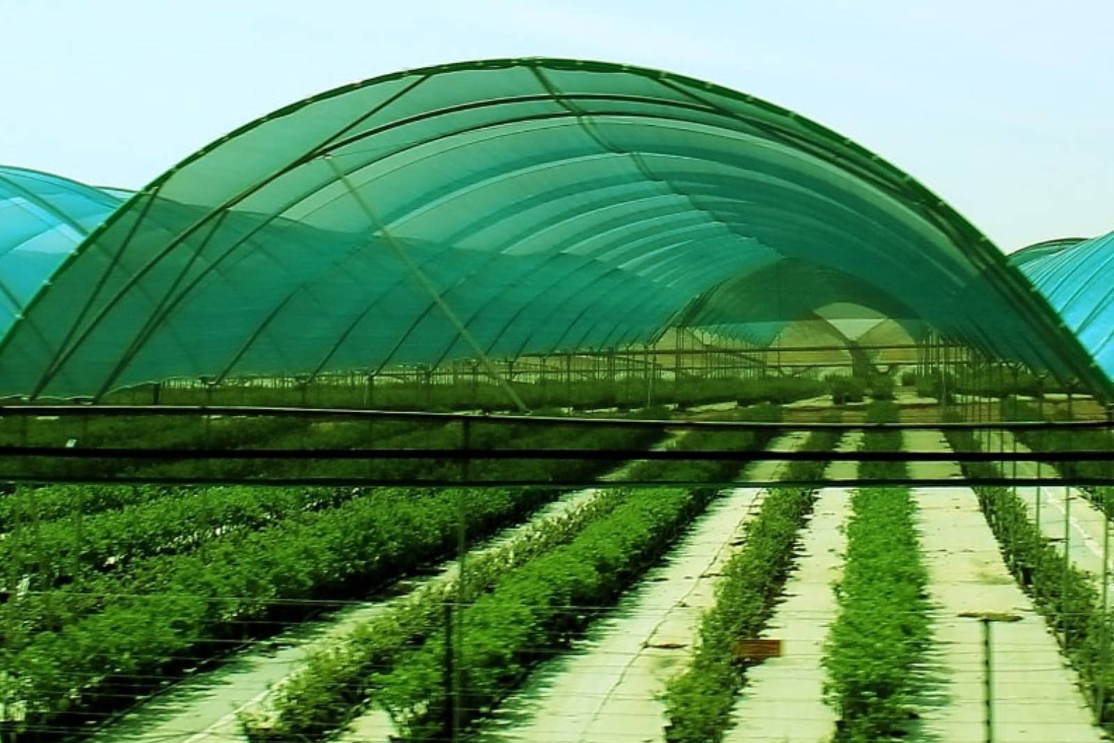 How Shade Nets Revolutionize Modern Agriculture