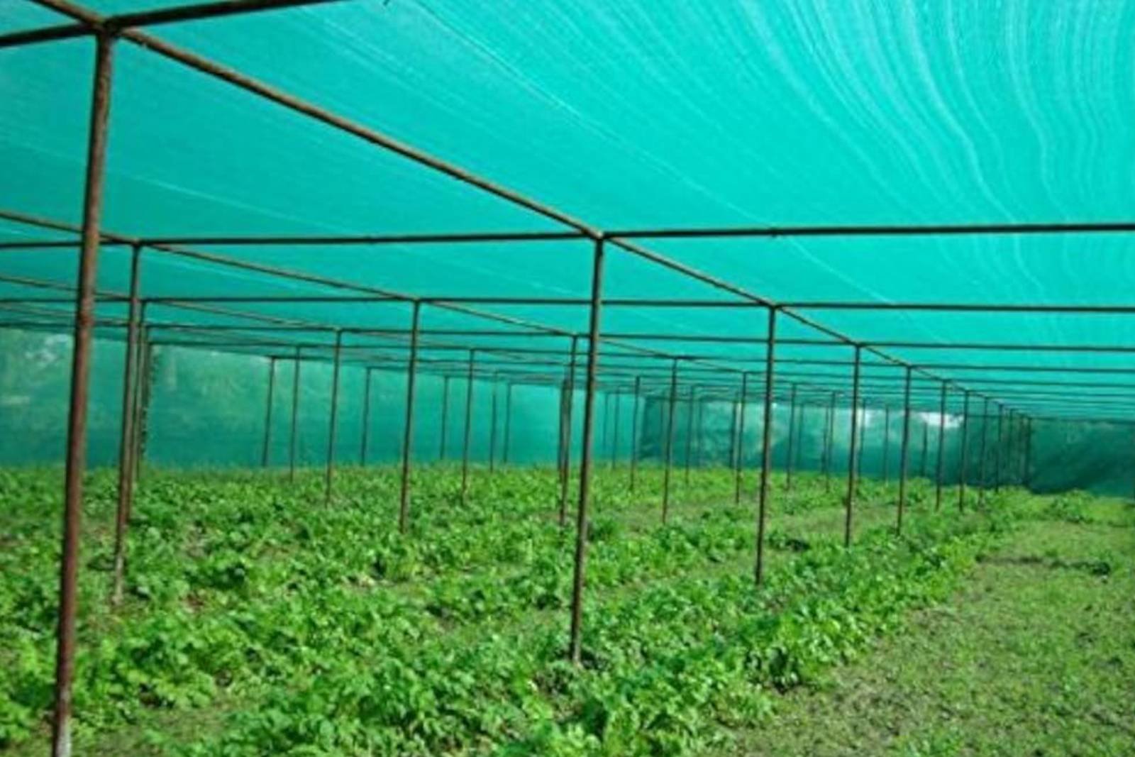 Top 10 Benefits of Using Shade Nets for Horticulture and Gardening